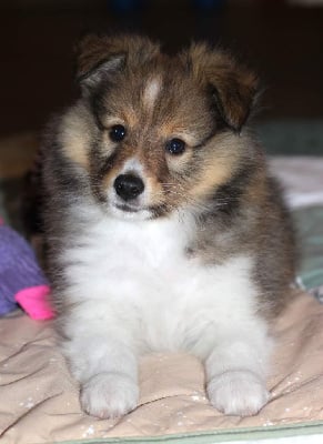 Les chiots de Shetland Sheepdog