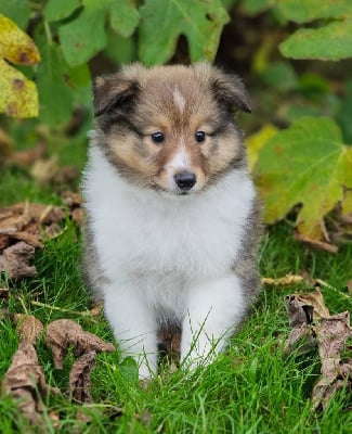 Les chiots de Shetland Sheepdog