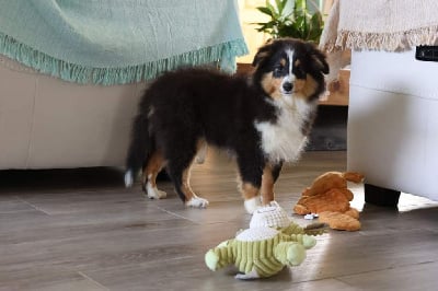 Les chiots de Shetland Sheepdog