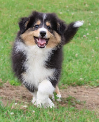 Les chiots de Shetland Sheepdog