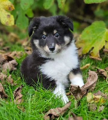 Les chiots de Shetland Sheepdog