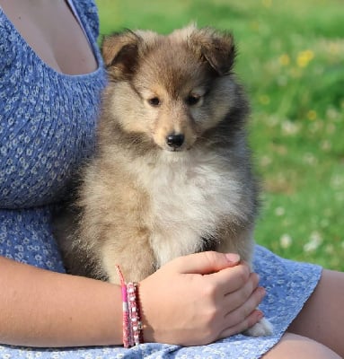 Les chiots de Shetland Sheepdog