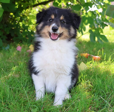 Les chiots de Shetland Sheepdog