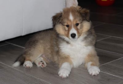 Les chiots de Shetland Sheepdog