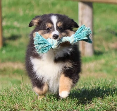 Les chiots de Shetland Sheepdog