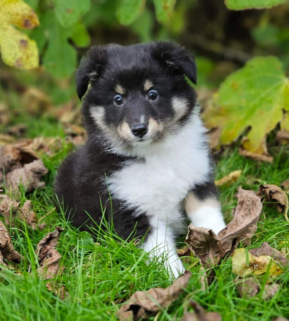 CHIOT 5 - Shetland Sheepdog