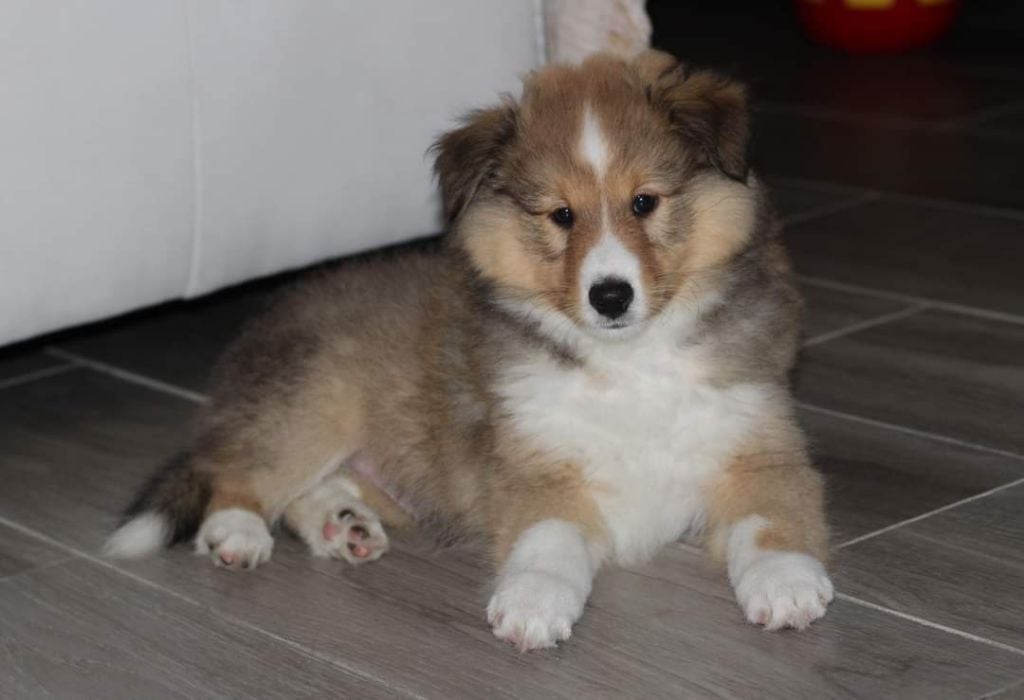 CHIOT 4 - Shetland Sheepdog