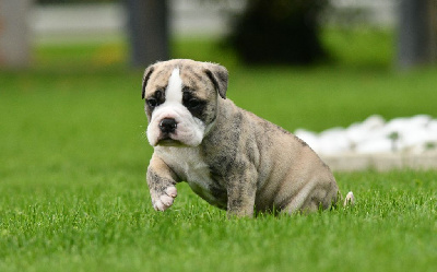 Les chiots de Bulldog continental