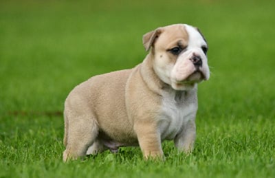 Les chiots de Bulldog continental