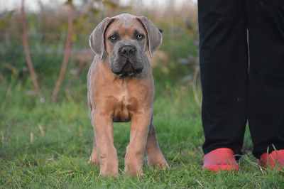 Les chiots de Cane Corso