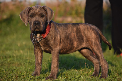 Les chiots de Cane Corso