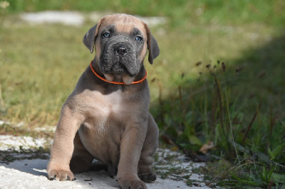 Les chiots de Cane Corso