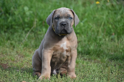 Les chiots de Cane Corso