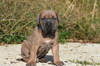 Les chiots de Cane Corso