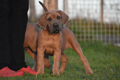 Les chiots de Cane Corso