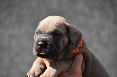 Les chiots de Cane Corso