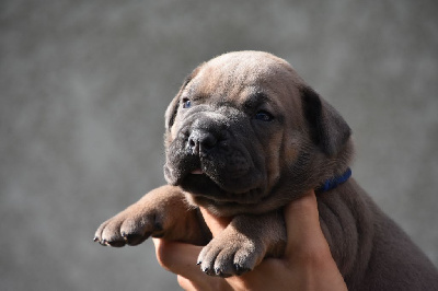 Les chiots de Cane Corso