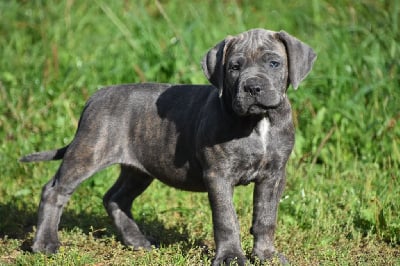 Les chiots de Cane Corso