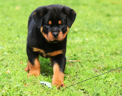 Les chiots de Rottweiler