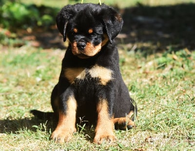 Les chiots de Rottweiler