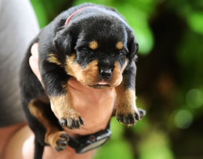 Les chiots de Rottweiler