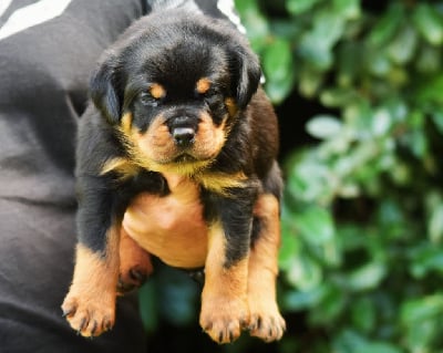 Mâle orange - Rottweiler