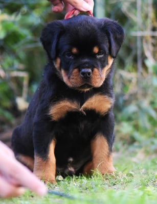 Les chiots de Rottweiler