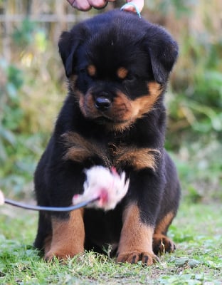 Les chiots de Rottweiler