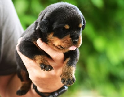 Les chiots de Rottweiler