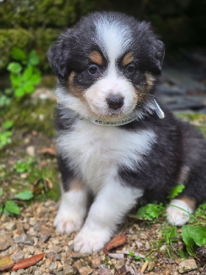 Les chiots de Berger Australien