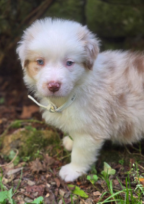 Les chiots de Berger Australien