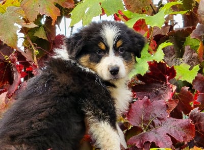 Les chiots de Berger Australien