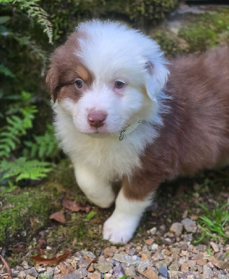 Les chiots de Berger Australien