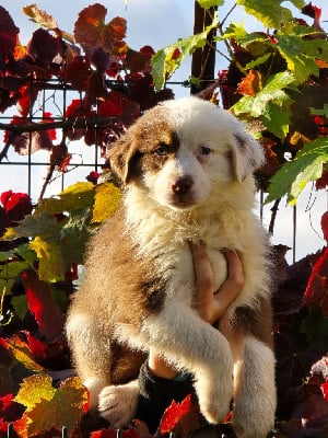 Les chiots de Berger Australien