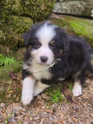 Les chiots de Berger Australien