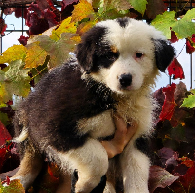 Les chiots de Berger Australien