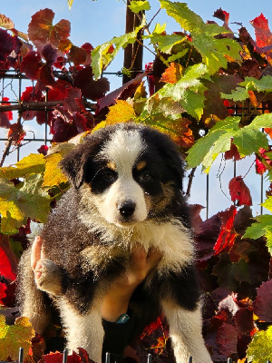 Les chiots de Berger Australien