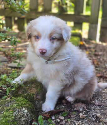 Les chiots de Berger Australien