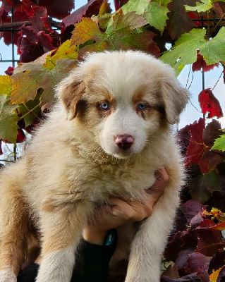 Les chiots de Berger Australien