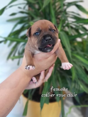 femelle collier rose clair - Staffordshire Bull Terrier