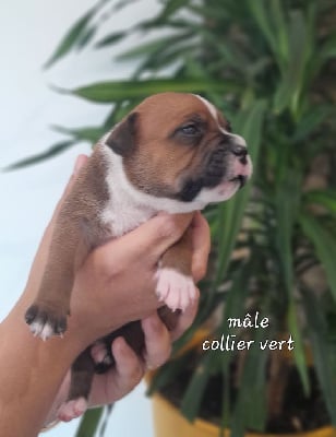 Les chiots de Staffordshire Bull Terrier