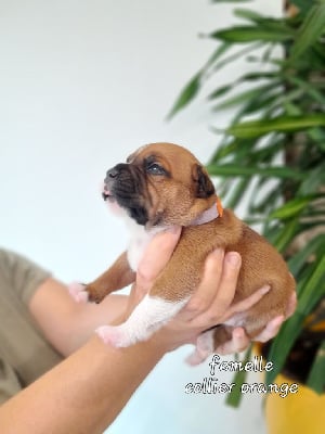 femelle collier orange - Staffordshire Bull Terrier