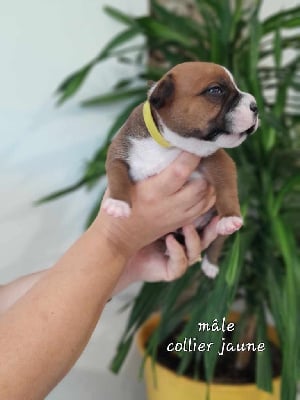 Les chiots de Staffordshire Bull Terrier