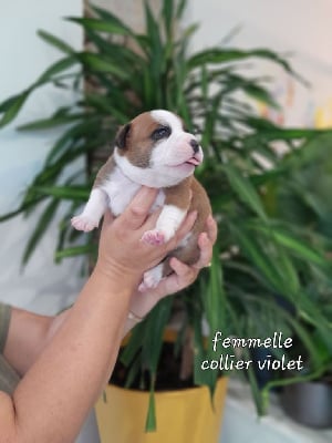 femelle collier violet - Staffordshire Bull Terrier