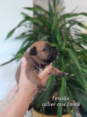 femelle collier rose foncé - Staffordshire Bull Terrier