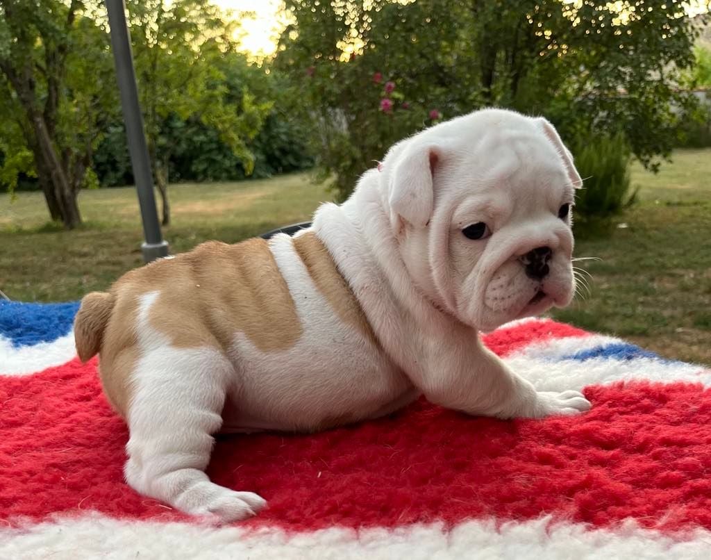 VANILLE - Bulldog Anglais