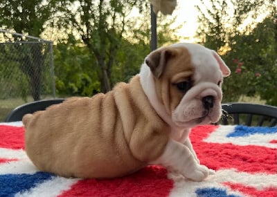 Les chiots de Bulldog Anglais