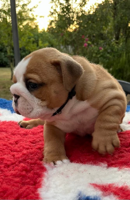 Les chiots de Bulldog Anglais