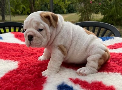 Les chiots de Bulldog Anglais