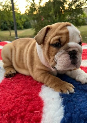 Les chiots de Bulldog Anglais